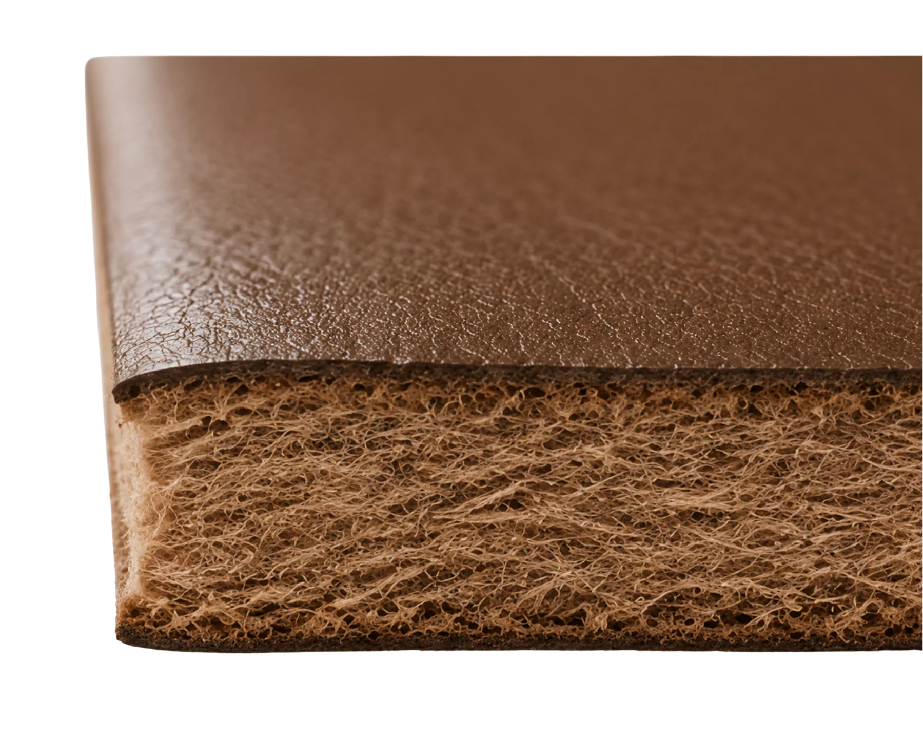 Cut edge of a full-thickness hide: a smooth pebbled grain layer on top sitting directly on a thick pale fibrous inner layer