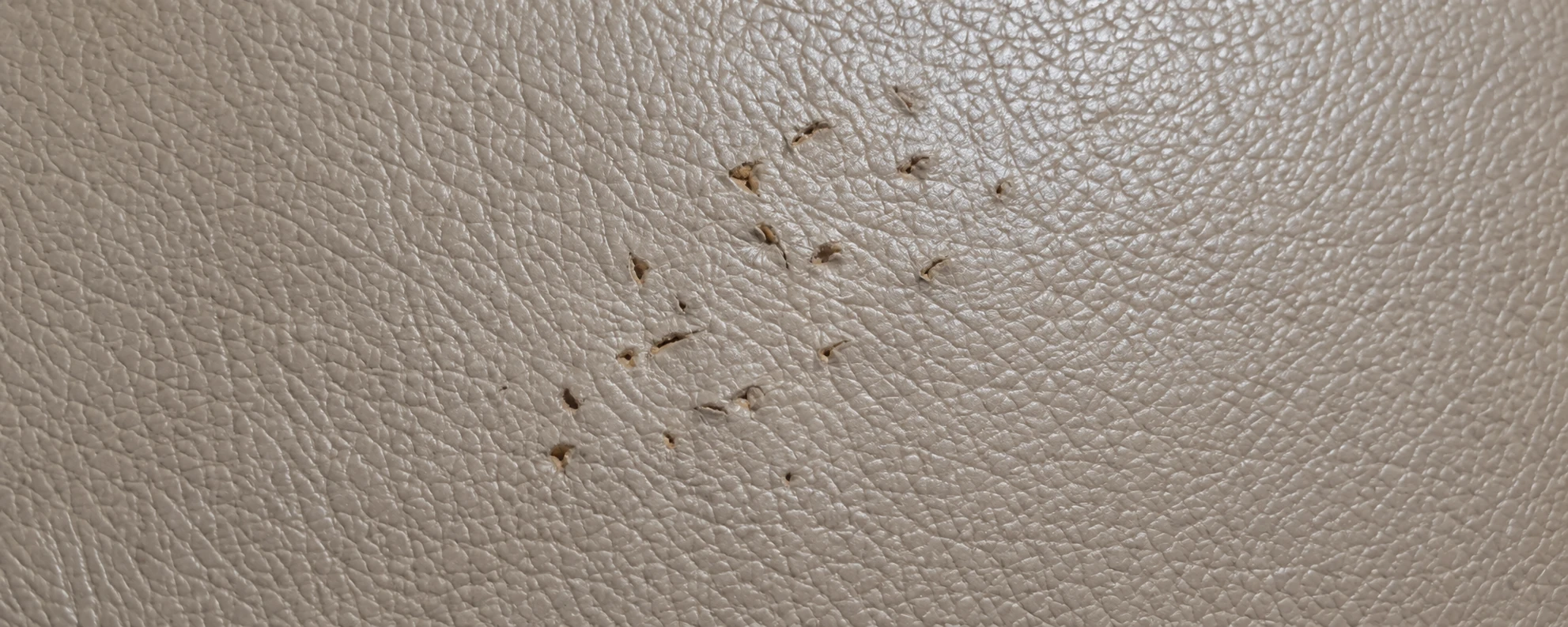 Cluster of small claw punctures in a cream leather panel